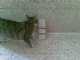 חבל מגולגל לגרוד צפורנים לחתול