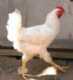תרנגול לבן זן גדול