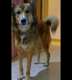 כלב יפהפה מעורב
