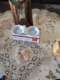 מלחיה מעוצבת לשלוחן