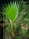דקל צעיר מסוג וושינגטוניה (Washingtonia)