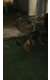 2 גורות בנות 3 וחצי חודשם