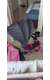 אופניים