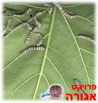 זחלי טוואי המשי
