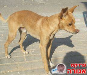 כלבלב קטנטן שועלי