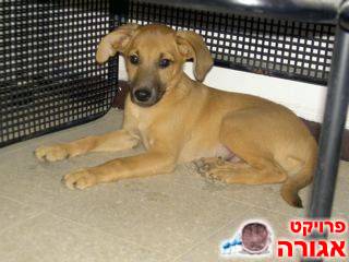 גור מתוק