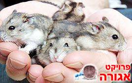 זוג אוגרים סיבירים