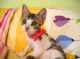 חתולה - ביוטי