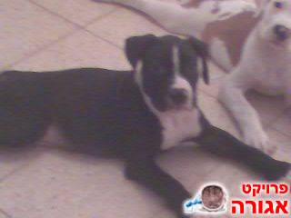 גור פיטבול גיזעי