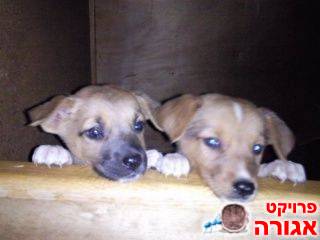 5 גורים