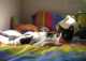 חתול בן שנה