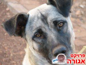 כלב