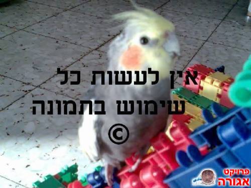 תוכי קוקטייל!