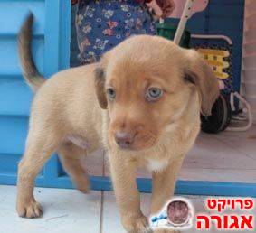 2 גורים חמודים