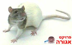 חולדות מחמד
