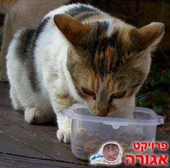 חתולה מחפשת בית