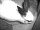 ארנבון לבן ואנרגטי