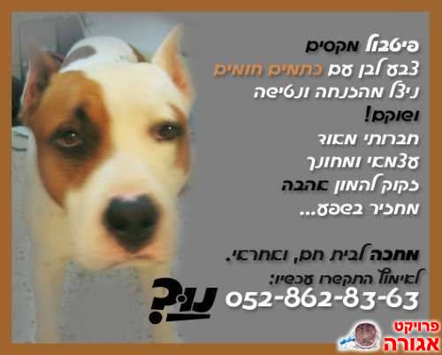 כלב - פיטבול