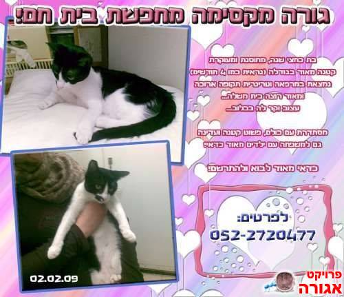 חתולה מדהימה חייבת בית