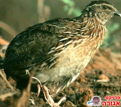 סלוים סינים בוגרים
