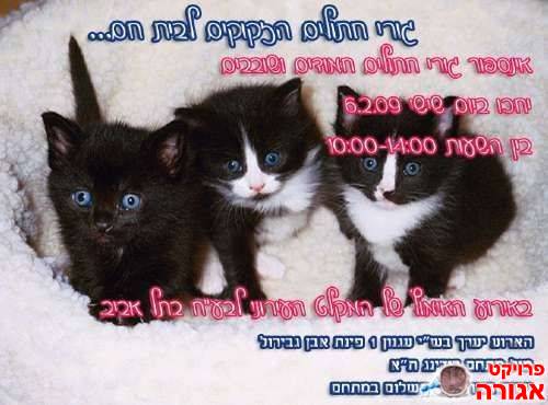 גורי חתולים ביום אימוץ 6/2 בתא