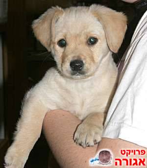 כלבה מתוקה בת 3 חודשים