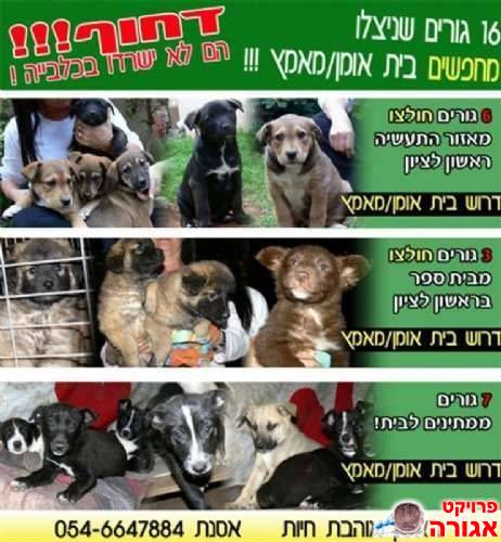 גורי כלבים זקוקים לעזרתכם