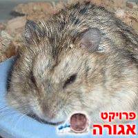 אוגרים