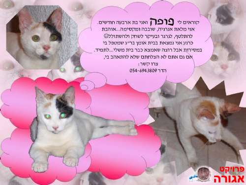 פופה - חתלתולה מתוקה ומקסימה - מחפשת בית