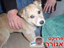גורת כלבים