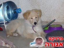 גור מקסים