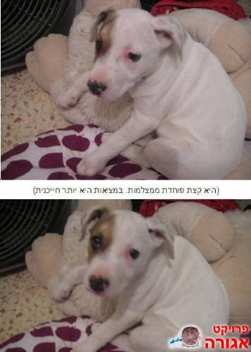 כלבה מקסימה ומדהימה ביופיה מחפשת בית חם
