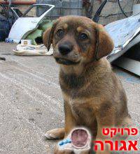 גורים מדהימים למסירה בחינם בחולון רק לבו