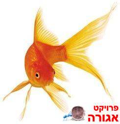 דגי זהב