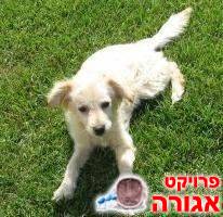 גור כלבים מתוק מחפש בית