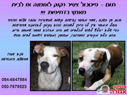 למסירה/בית משפחת אומנה כלב פיטבול