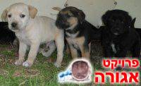 גורי כלבים יפייפים זקוקים לעזרתכם