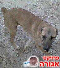 כלב כנעני