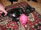חתלתולה גורה למסירה - ביתית