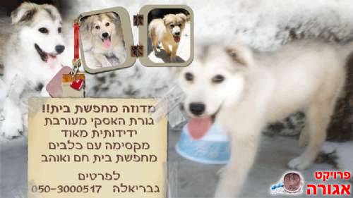 גורת האסקי מעורבת