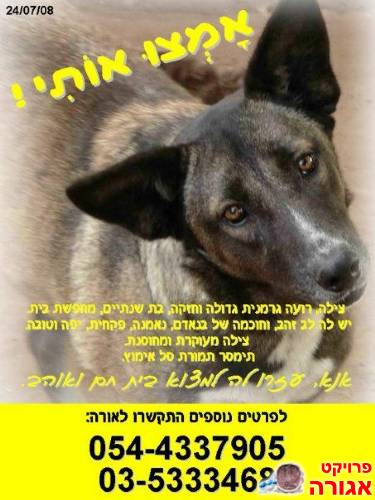 רועה גרמנית מדהימה