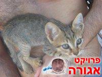 כלבים