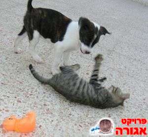 גורת חתול וגורת כלב למסירה ביחד