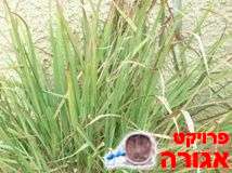 שתילים של עשב לימון-לימונית-לבוא לקחת