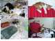 נותרו 2 גורים