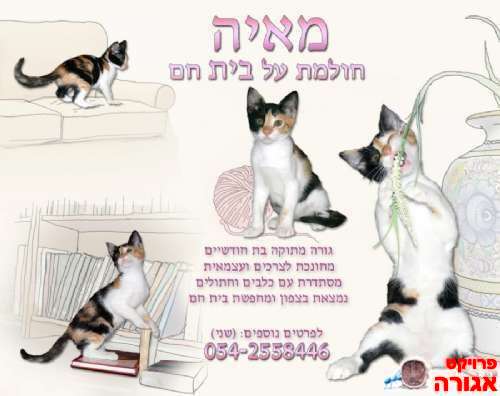 מאיה - גורת חתולים מדהימה