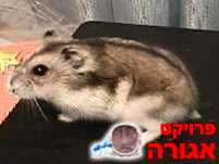 אוגרים סיביריים