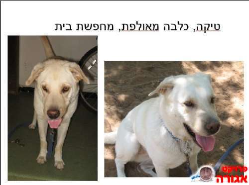 כלבה חמודה ומאולפת