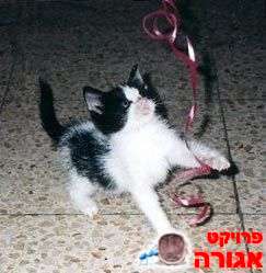 גורת חתולים