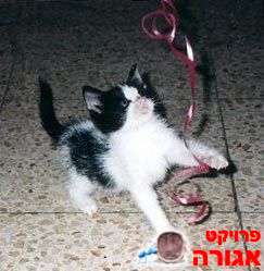 מסירת גורת חתולים
